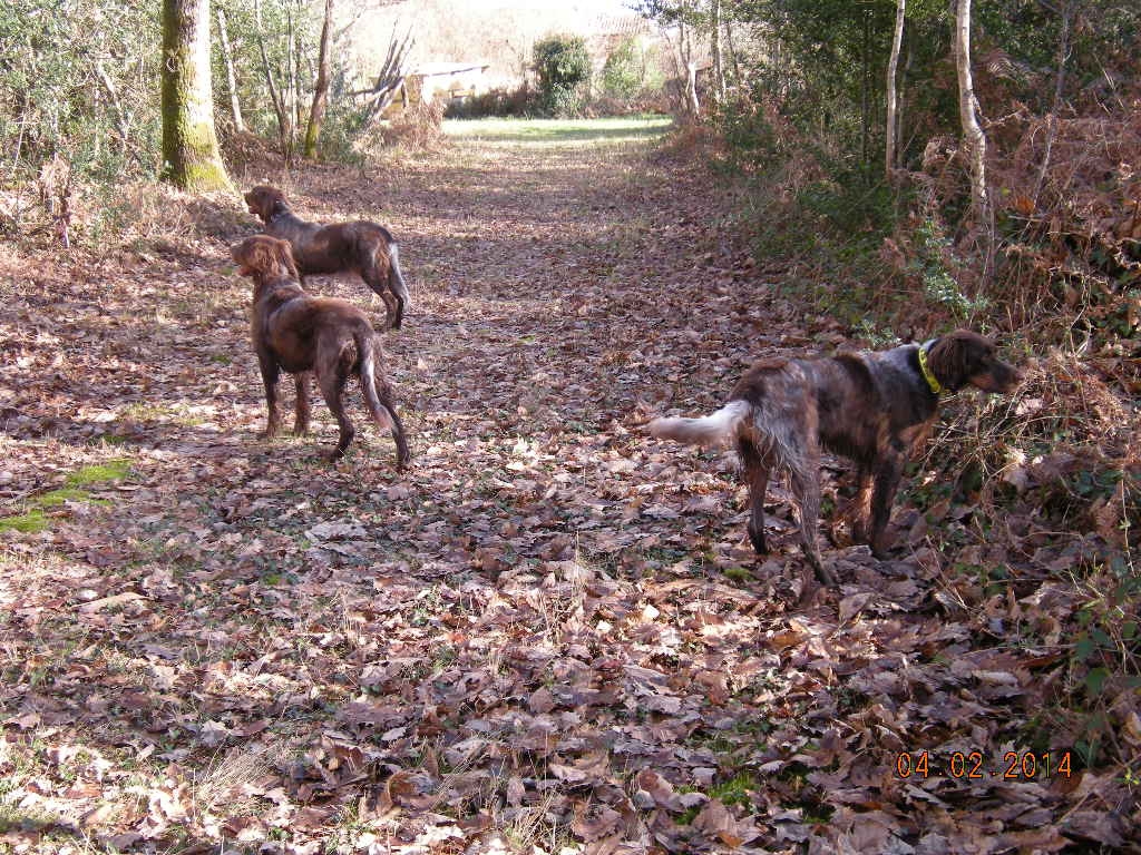 les picards du bois d'ambouriane