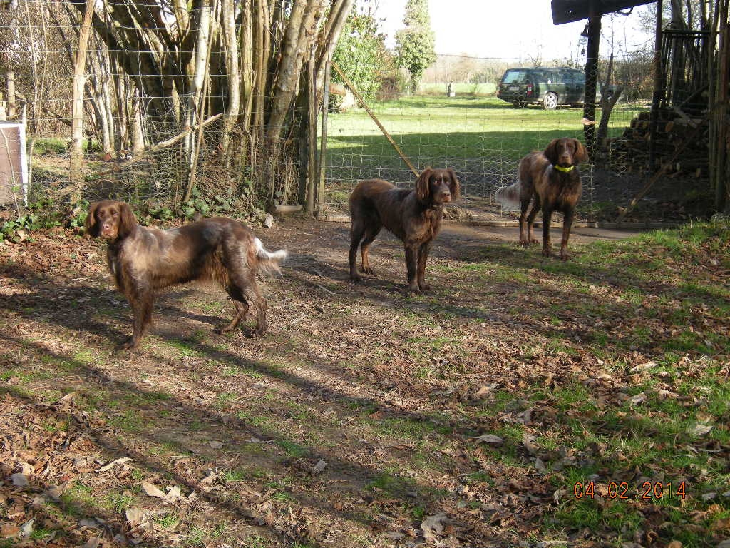 les picards du bois d'ambouriane