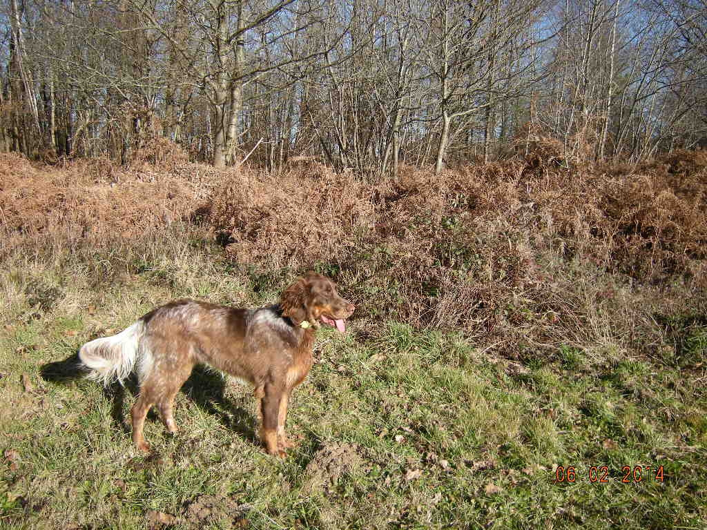 les picards du bois d'ambouriane