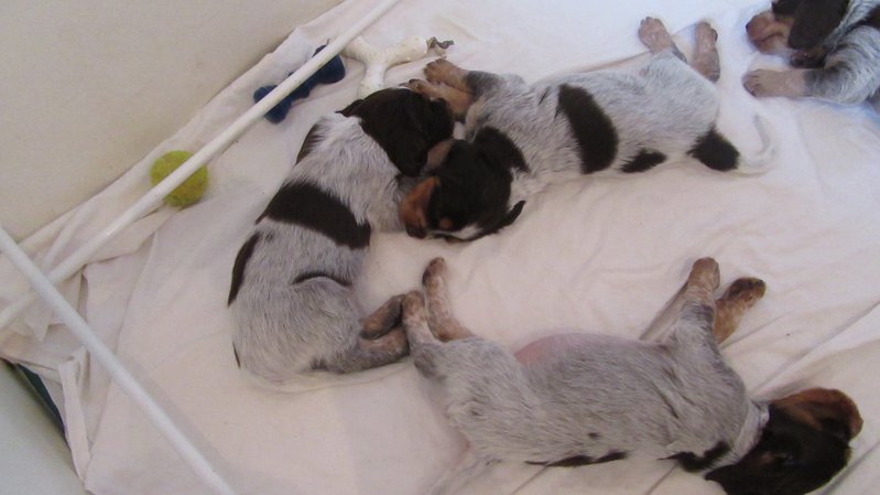 Chiots Gina et Ecco