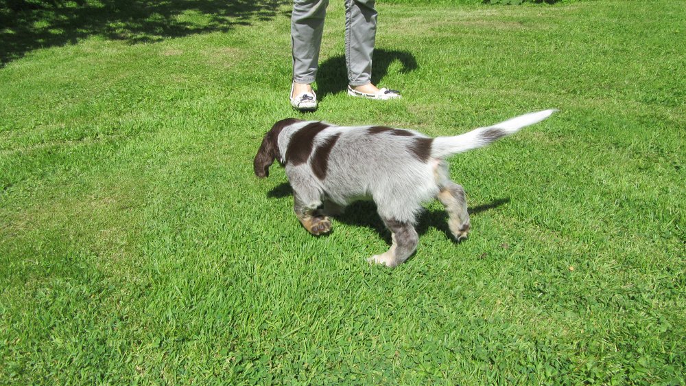 Chiots Gina et Ecco