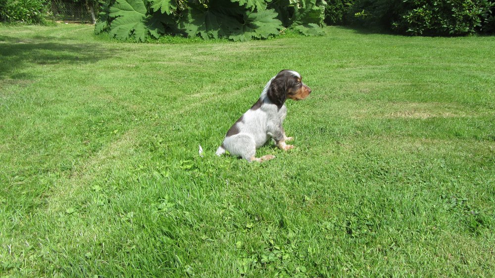 Chiots Gina et Ecco