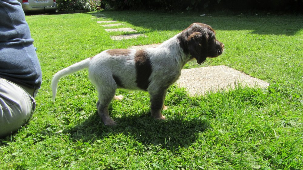 Chiots Gina et Ecco