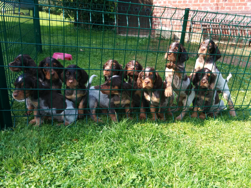 Gina et ses chiots