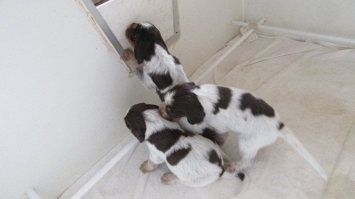 Chiots Gina et Ecco