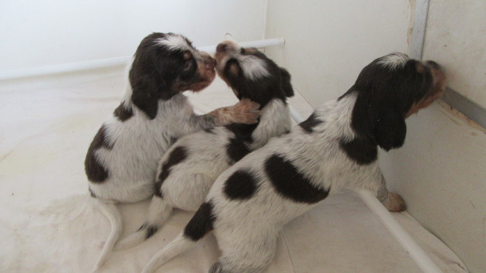 Chiots Gina et Ecco