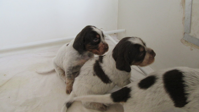 Chiots Gina et Ecco