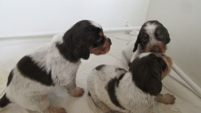 Chiots Gina et Ecco