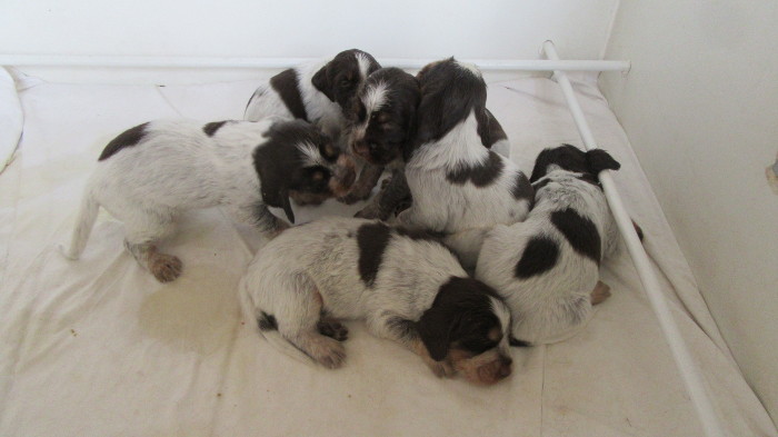 Chiots Gina et Ecco