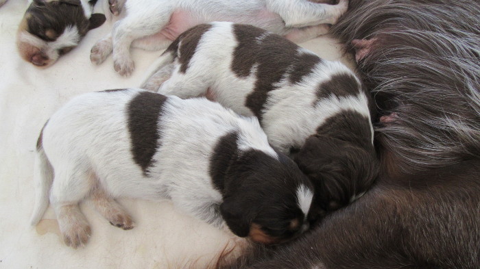 Chiots Gina et Ecco