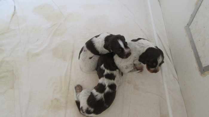 Chiots Gina et Ecco