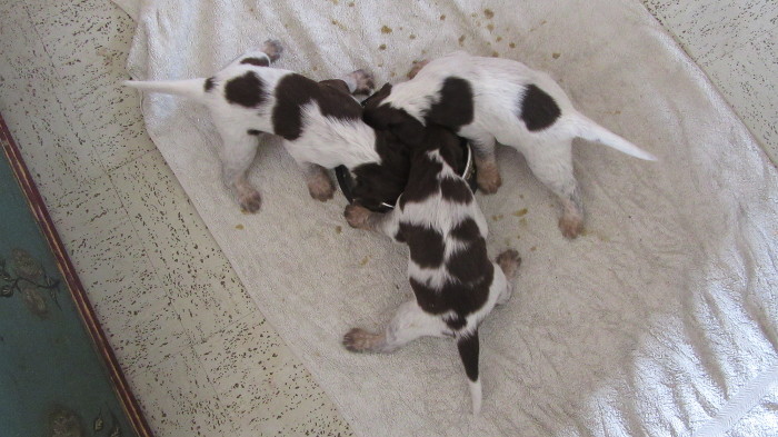 Chiots Gina et Ecco