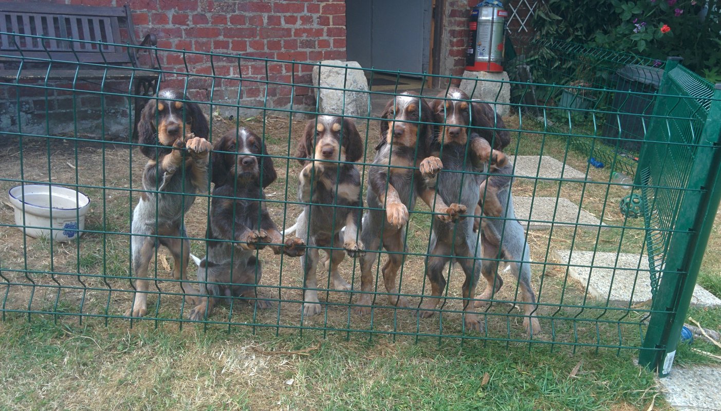 Chiots Gina et Ecco