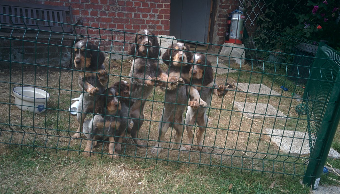 Chiots Gina et Ecco