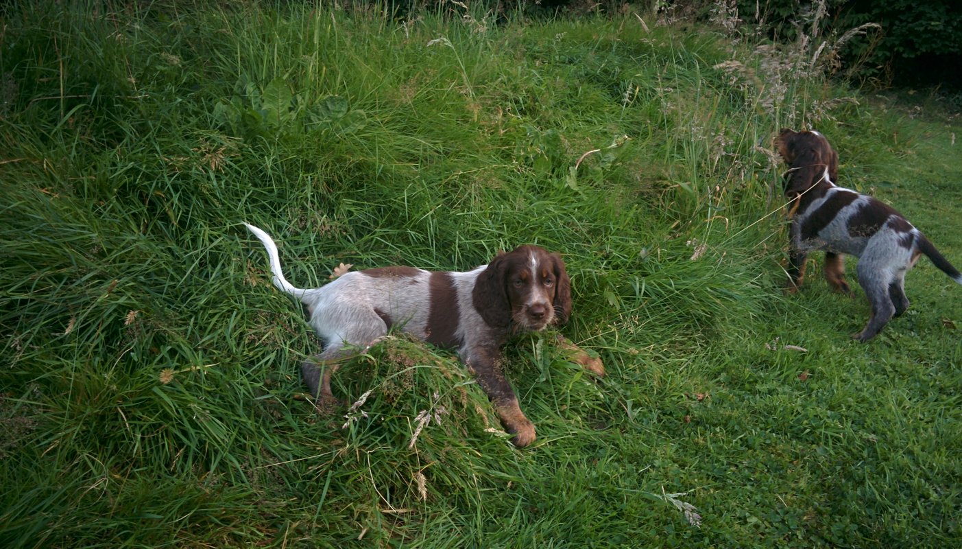 Chiots Gina et Ecco