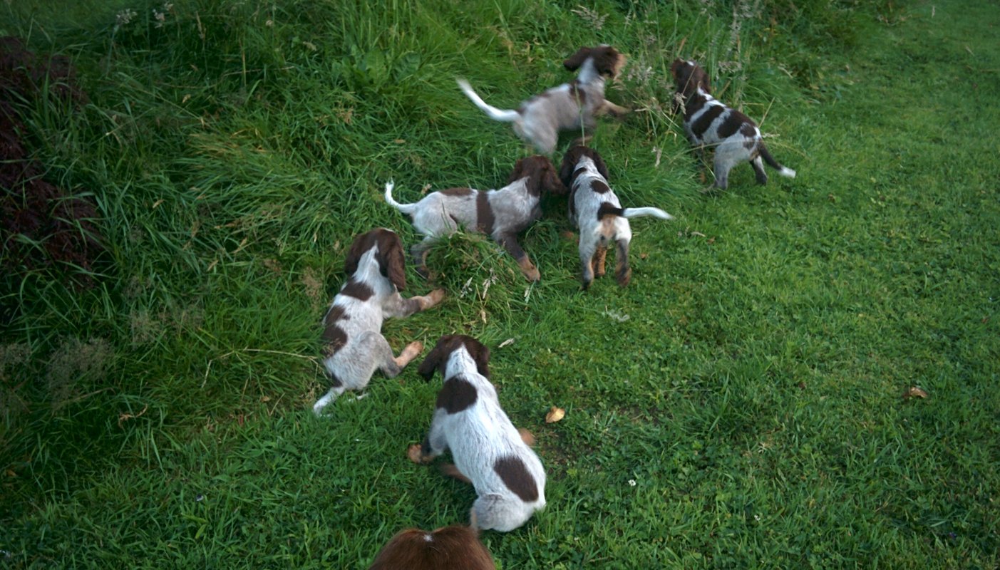 Chiots Gina et Ecco