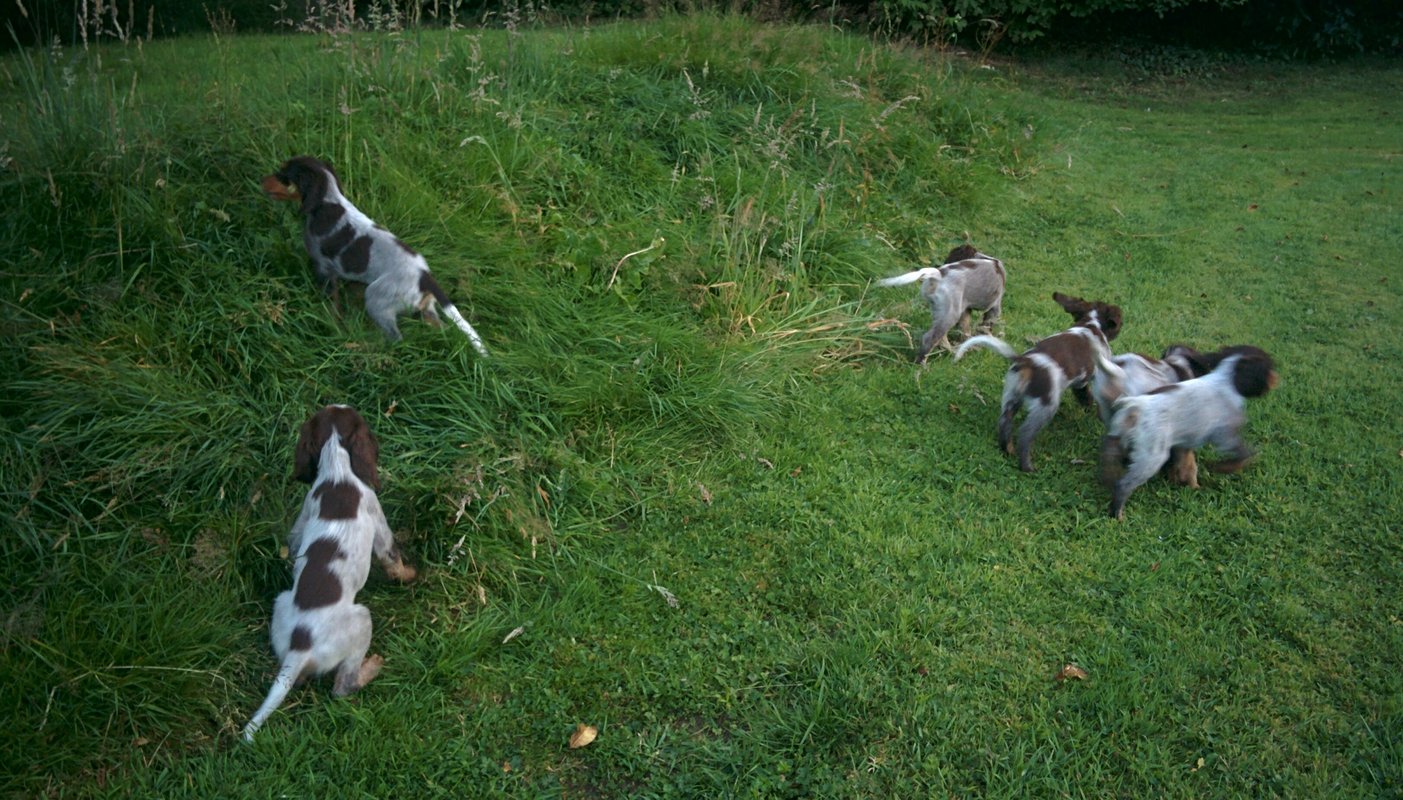 Chiots Gina et Ecco