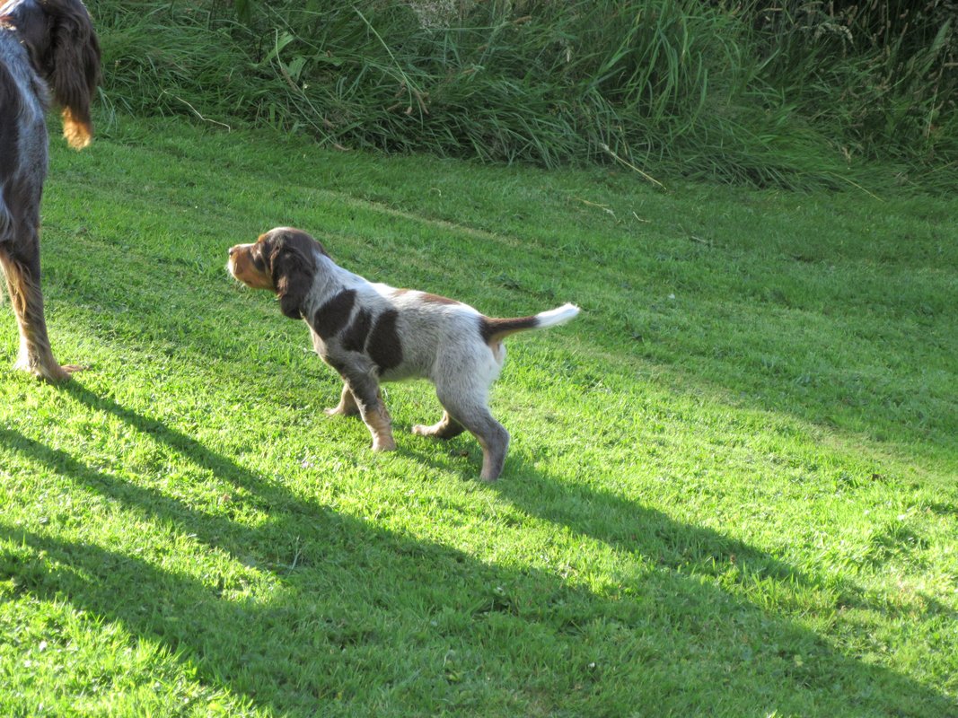 Chiots Gina et Ecco