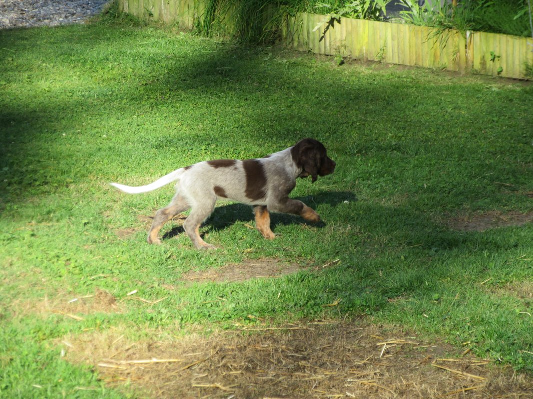 Chiots Gina et Ecco