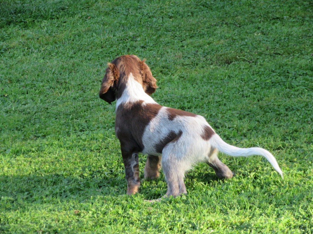 Chiots Gina et Ecco