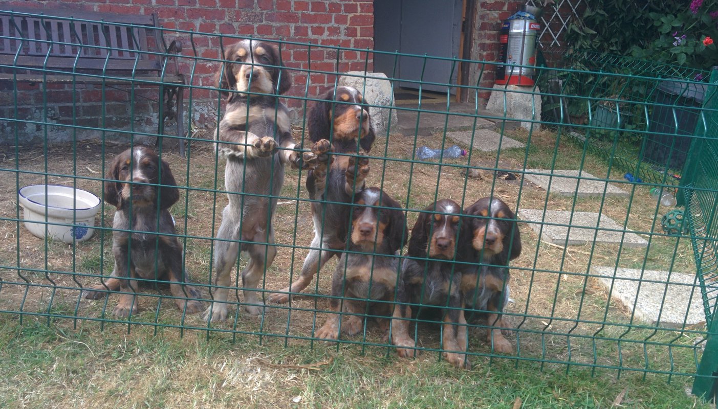 Chiots Gina et Ecco