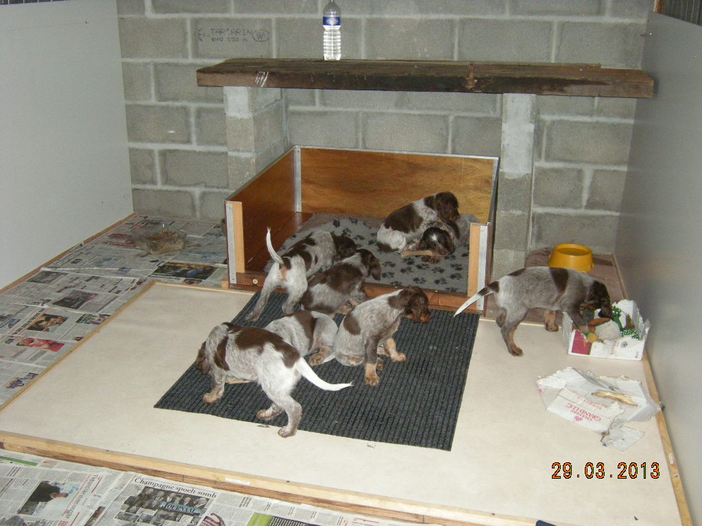 chiots eauda