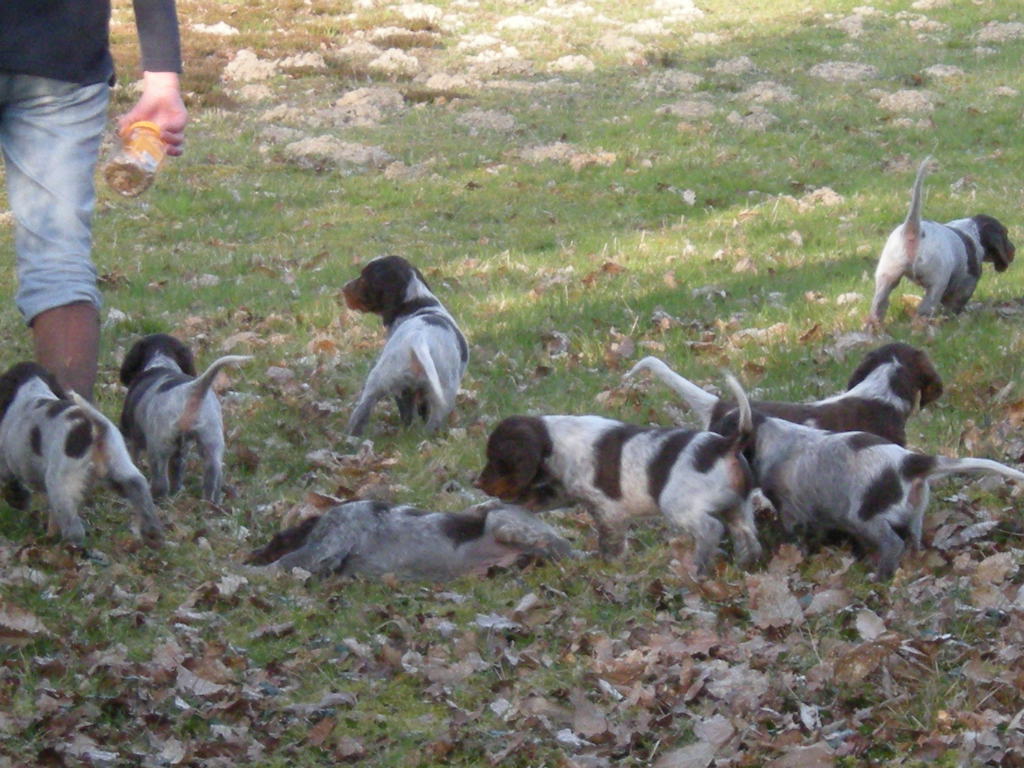 chiots eauda