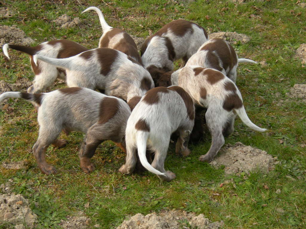 chiots eauda