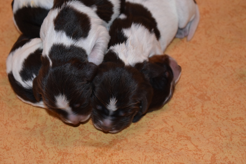 Chiots Gina 3 jours