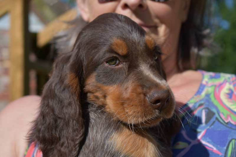 Chiots Gina 8 semaines