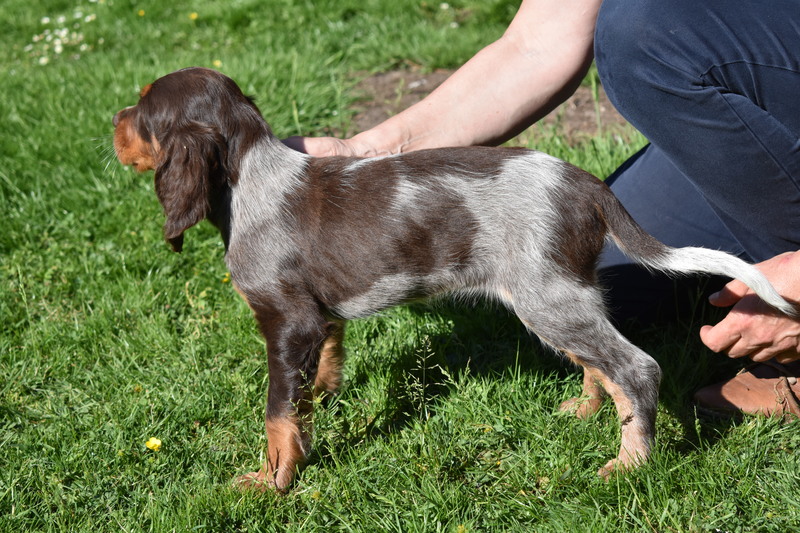 Chiots Gina 8 semaines