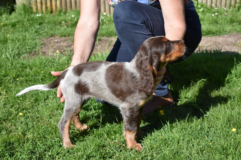 Chiots Gina 8 semaines