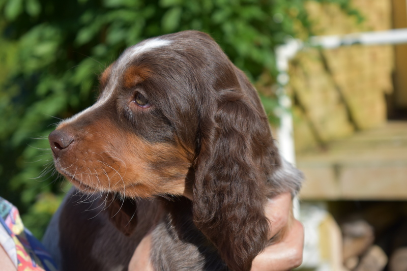 Chiots Gina 8 semaines