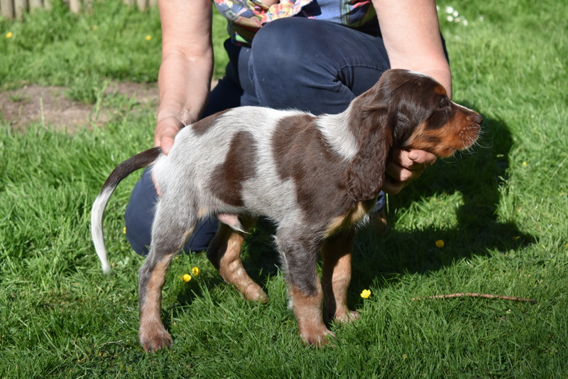 Chiots Gina 8 semaines