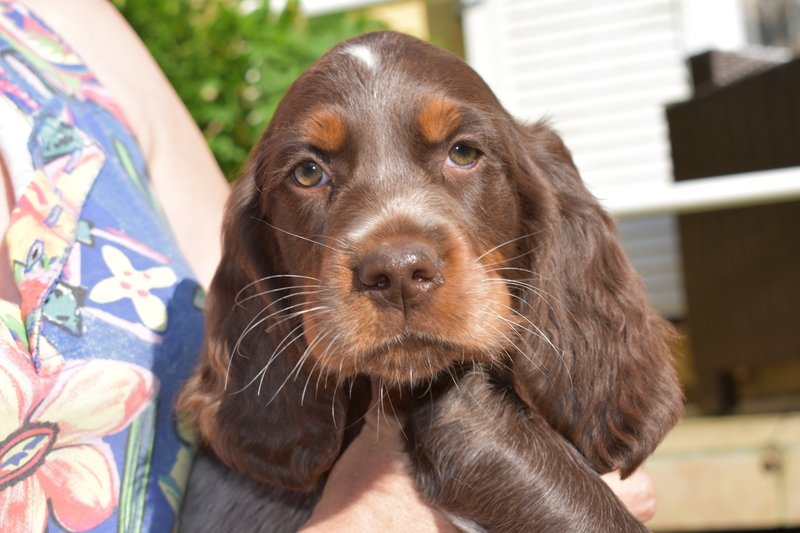 Chiots Gina 8 semaines