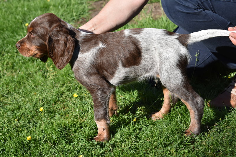 Chiots Gina 8 semaines