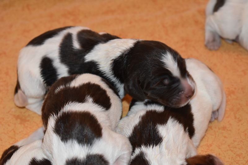 Chiots Gina 3 jours