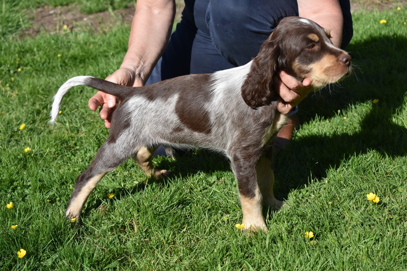 Chiots Gina 8 semaines