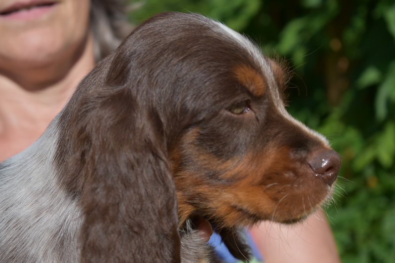 Chiots Gina 8 semaines