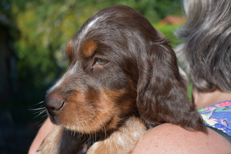 Chiots Gina 8 semaines