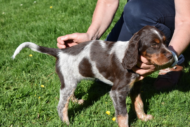 Chiots Gina 8 semaines