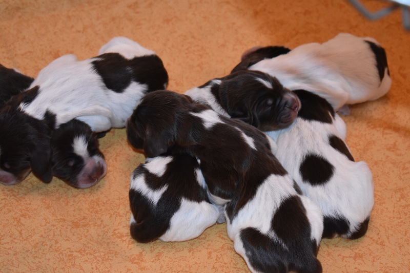 Chiots Gina 3 jours