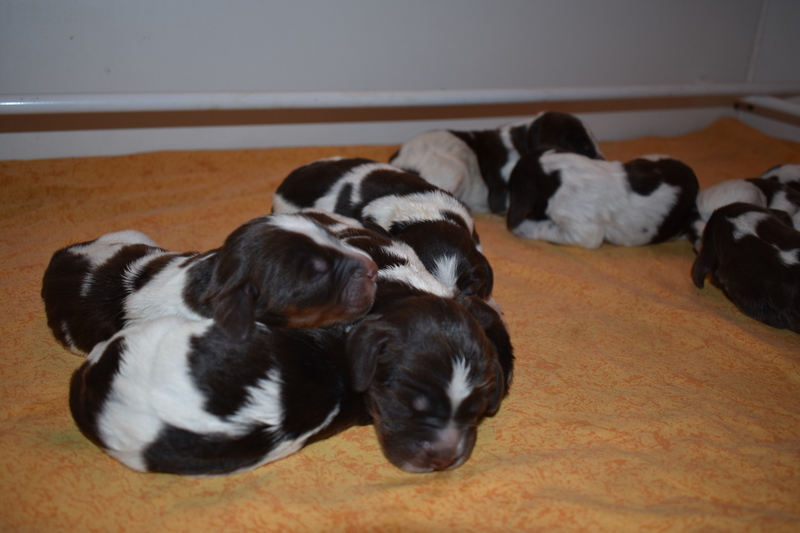 Chiots Gina 3 jours