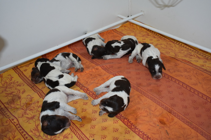 Chiots Gina 8 jours