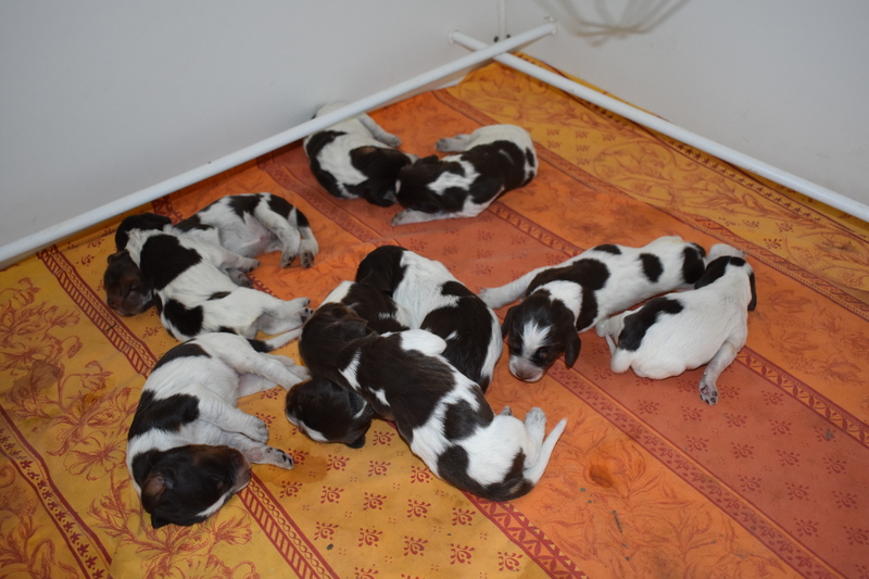 Chiots Gina 8 jours