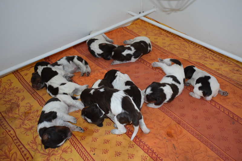 Chiots Gina 8 jours