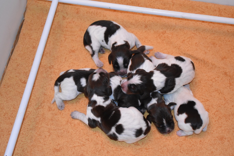 Chiots Gina 3 jours