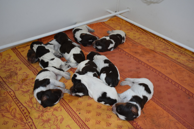 Chiots Gina 15 jours