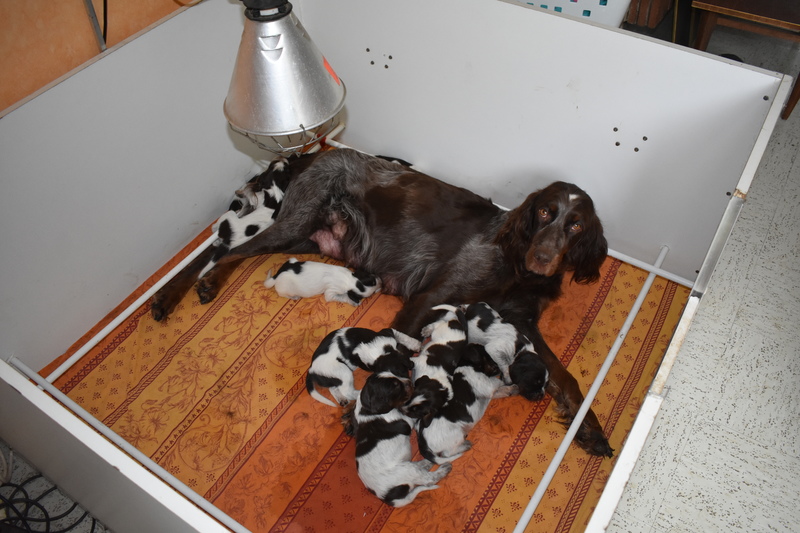 Chiots Gina 15 jours