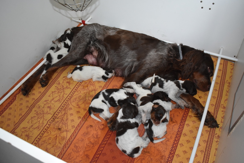 Chiots Gina 15 jours